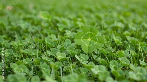 Lucky four-leaf clover among clovers on green grass, representing luck, spring, and nature.