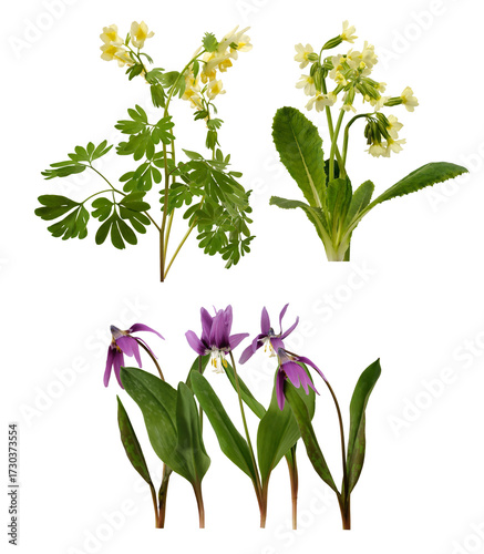 compilation of diverse spring wildflowers including yellow and purple blooms