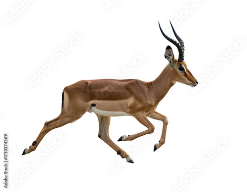 Fast Running Impala Antelope.