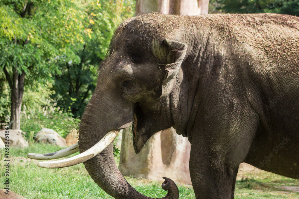 Obraz premium A cheerful elephant with an open mouth, large tusks, and a curled trunk against a background of green foliage.