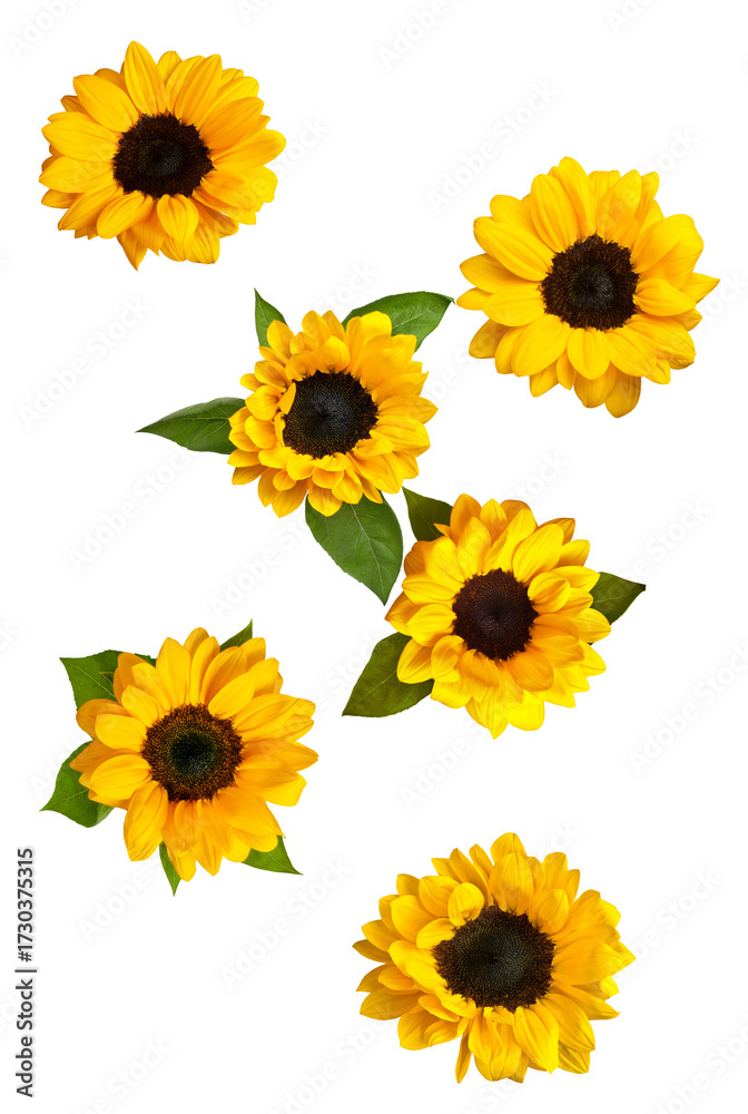 Fototapeta premium vibrant orange pumpkin with two fresh slices