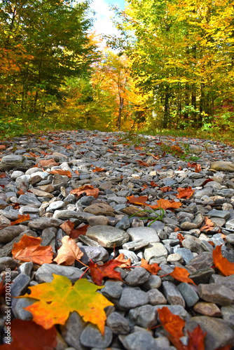 A forest path in autumn, Sainte-Apolline, Québec, Canada
