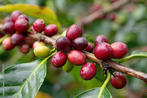 Wallpaper Mural Close Up View of Arabica Coffee Cherries Ripening on Tree Branch in Garden Torontodigital.ca