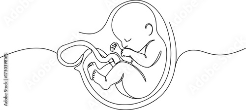 Baby embryo in womb, fetus one art line continuous drawing, Continuous line of fetus in womb.one line drawing of baby fetus in mother's stomach in gestational age