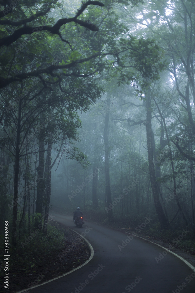 Fototapeta premium Mysterious dark forest road winds through dense trees, enveloped in serene morning mist