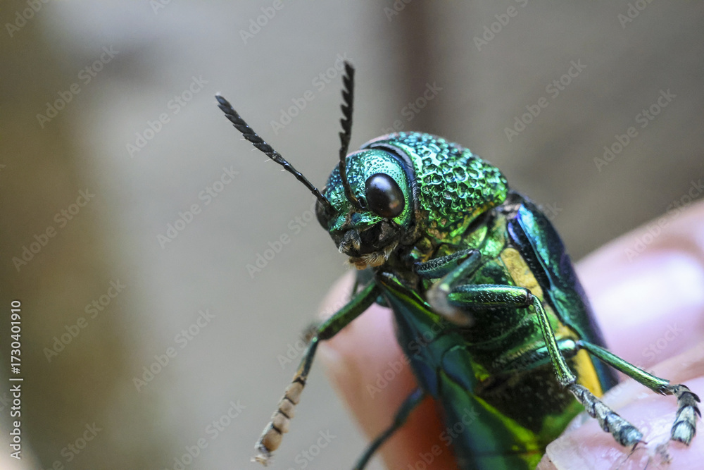 Fototapeta premium Alert iridescent green jewel beetle with shiny metallic shell and long antenna