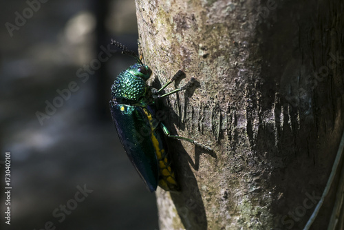 Fotografie Metallic green emerald ash borer beetle crawling on rough tree bark
