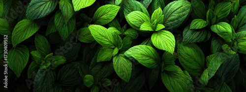 Lush green leaves densely packed