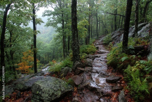 Misty mountain path in autumn