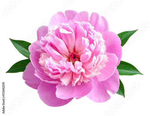 Blooming Pink Peony Flower Isolated on Black Background with Green Leaves