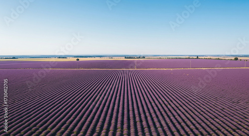 Minimalist aerial landscape of endless lavender fields under clear blue sky, clean composition with soft purple pastel tones, professional stock photo wallpaper for design and background use