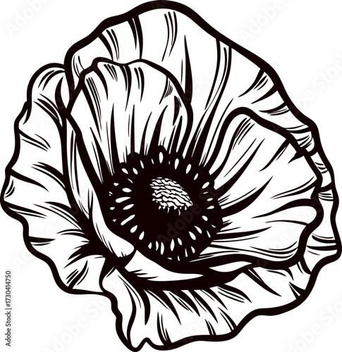 Hand drawn vintage poppy flower illustration in black and white line art