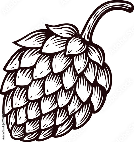 Hand drawn hop cone with stem vintage engraving isolated illustration on white background