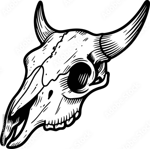 Vintage engraved illustration of bull skull with horns isolated on white background, hand drawn rustic art