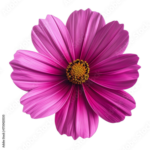 Detailed view of a vibrant pink cosmos flower with a yellow center, isolated on a black background.