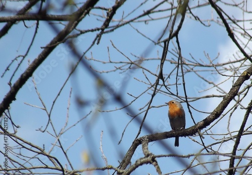 European robin bird on a tree twig.