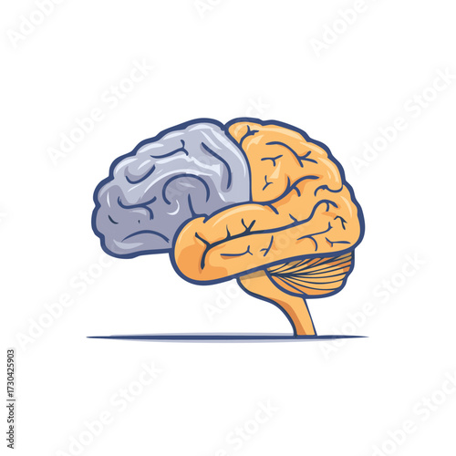 Human Brain Anatomy Illustration: Cerebral Hemispheres Differentiated by Color in Detailed Medical Style