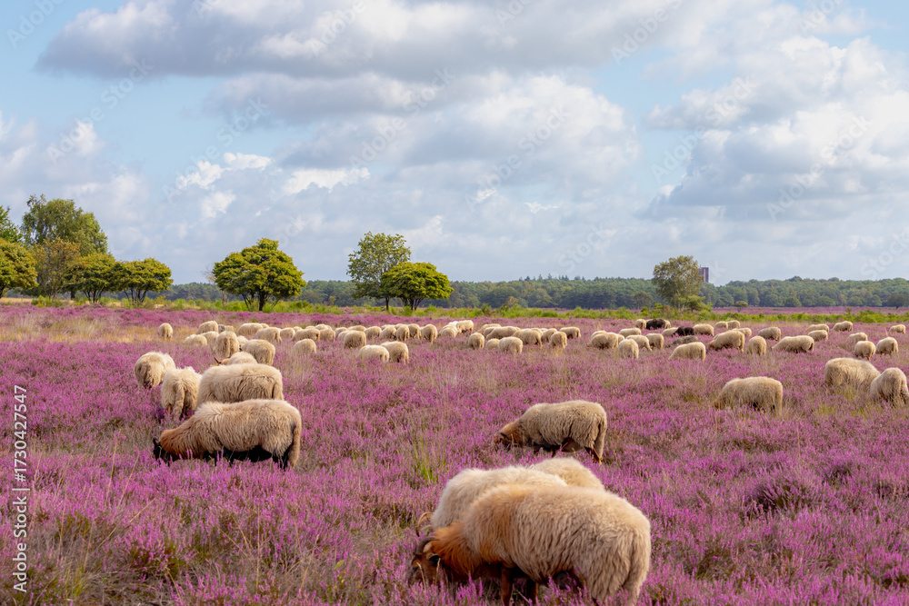 Fototapeta premium A flock of sheep (Drenthe Heath) walking and nibbling grass in between the flowering Calluna vulgaris, Heide, Heather or Ling is in the genus family of Ericaceae, Bussumerheide, Hilversum, Netherlands
