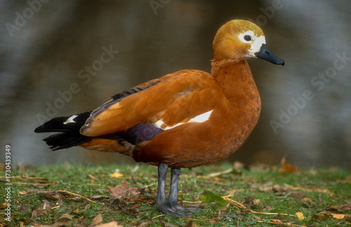 Tadorne casarca,Tadorna ferruginea, Ruddy Shelduck