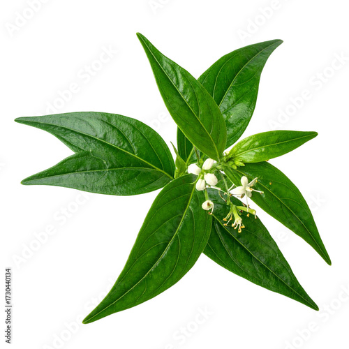 Fresh Andrographis paniculata (King of Bitters) plant with green leaves and white flowers, isolated on a black background, used in herbal medicine.
