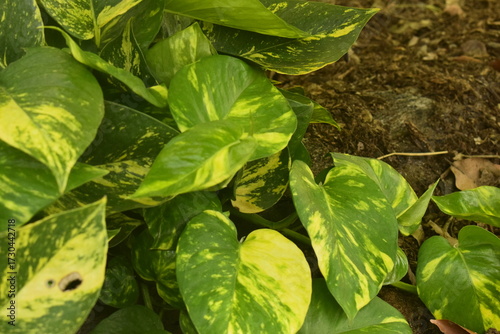 Konstfotografi Planta trepadeira - jibóia - verde com amarelo crescendo em solo fértil marrom