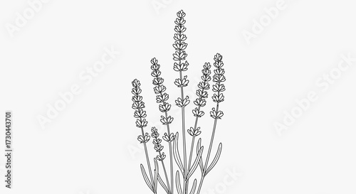 Illustration of lavender sprigs with small flowers and thin stems.