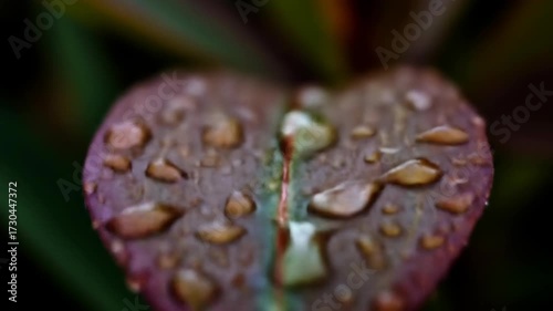 Close-up of heart-shaped leaf with water droplets on surface  