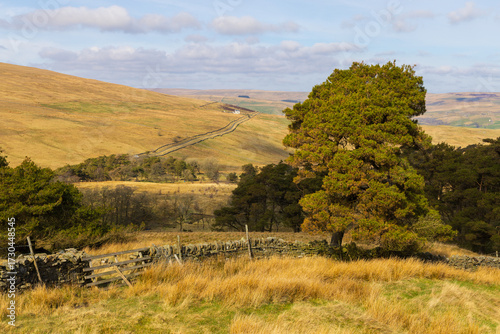 Small Tree plantation in a remote part of Weardale on a sunny afternoon, County Durham, England, UK.