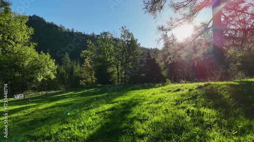 beautiful green meadows, grass and trees in the foothills of the Tatra Mountains early in the morning on a clear sunny day