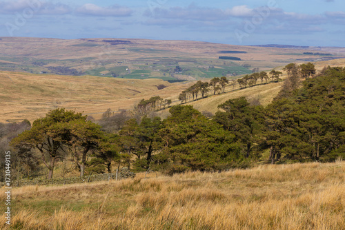 Small Tree plantation in a remote part of Weardale on a sunny afternoon, County Durham, England, UK.