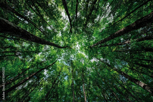 Fototapeta Naklejka Na Ścianę i Meble -  Dense Forest Canopy Viewed From Below