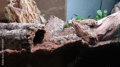 Quadro em tela Low-angle view of a bioactive terrarium showing cork bark tunnels, textured driftwood, stone accents, and moist substrate with emerging greenery