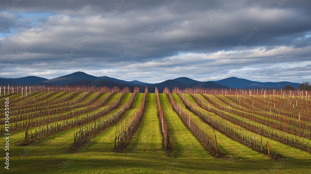 Fototapeta premium Serene vineyard landscape with orderly grapevine rows under natural sunlight, evoking tranquility and growth.