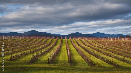 Wallpaper Mural Serene vineyard landscape with orderly grapevine rows under natural sunlight, evoking tranquility and growth. Torontodigital.ca