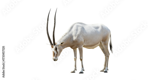 Addax  with transparent png  background