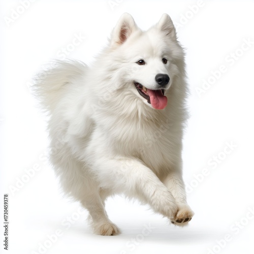 Samoyed dog running isolated, white background cut out png