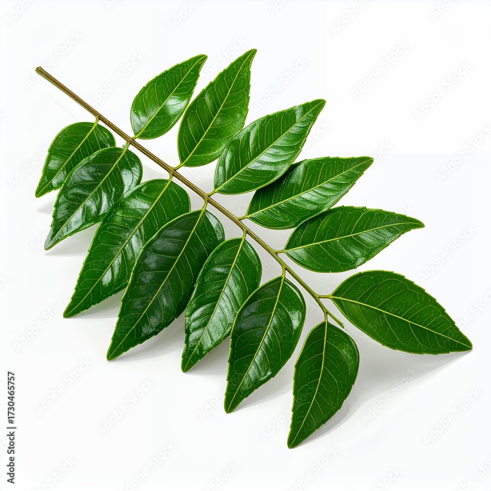 Fototapeta premium Bright green leaf branch, botanical freshness isolated on white background