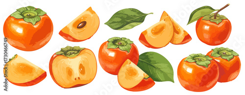 柿のイラストセット,丸ごととカット,秋の味覚,水彩風フルーツ素材