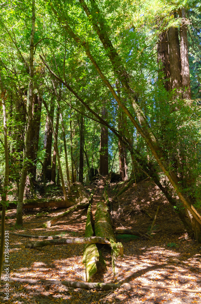 Obraz premium Henry Cowell Redwoods State Park