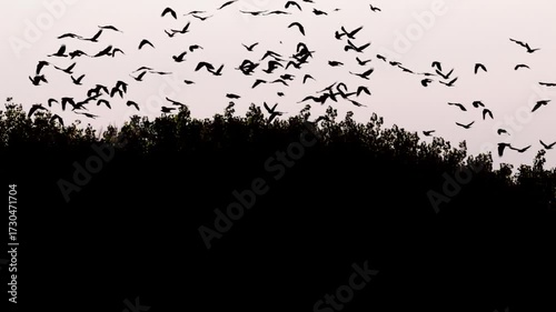 Large Murder of Crows Digital Composite