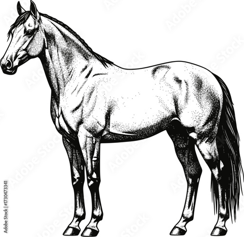 Monochrome drawing of a horse. EPS version.