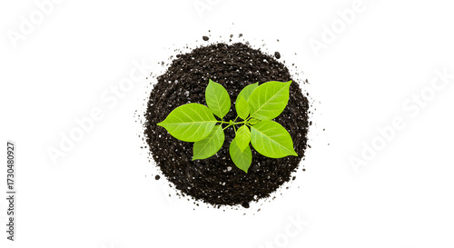 Young Green Plant Growing in Dark Soil on White Background
