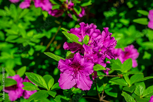 Close-up of an Azalea Petal