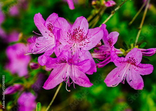 Close-up of an Azalea