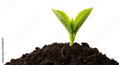 Young Green Seedling Growing in Dark Soil on White Background