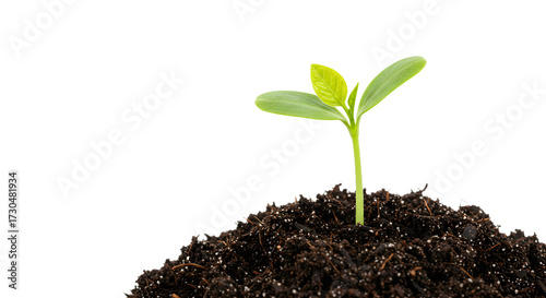 Young Green Seedling Growing in Dark Soil on White Background