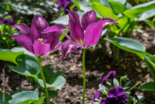 Close-up Photo of Lily-Flowered Tulips