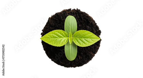 Young Green Seedling Growing in Dark Soil on White Background