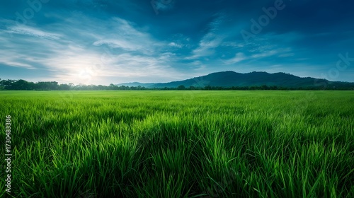 Expansive lush green field under a bright blue sky with sun and scattered clouds evoking a sense of natural tranquility and growth