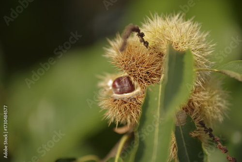 Fotografía Esskastanie (Castanea sativa) im stacheligen Fruchtbecher am Baum, Reife Esskastanie im stacheligen Fruchtbecher am Baum